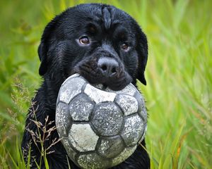 Preview wallpaper dog, muzzle, grass, ball