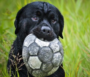 Preview wallpaper dog, muzzle, grass, ball