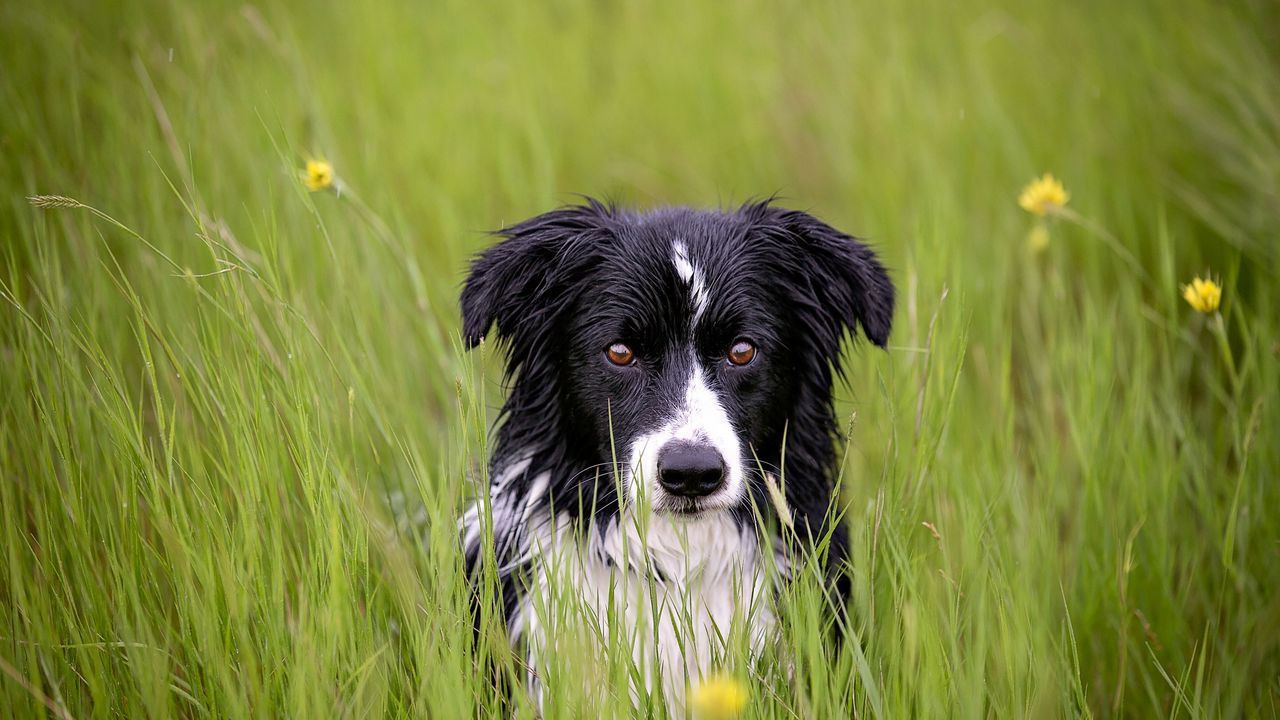 Wallpaper dog, muzzle, grass, spotted, wet