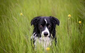 Preview wallpaper dog, muzzle, grass, spotted, wet