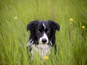 Preview wallpaper dog, muzzle, grass, spotted, wet