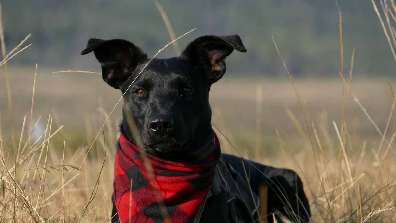Wallpaper dog, muzzle, handkerchief, grass