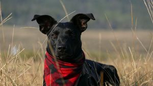 Preview wallpaper dog, muzzle, handkerchief, grass
