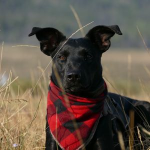 Preview wallpaper dog, muzzle, handkerchief, grass