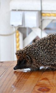 Preview wallpaper dog, muzzle, hedgehog, table