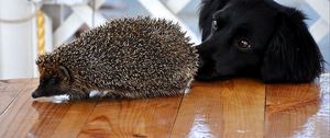 Preview wallpaper dog, muzzle, hedgehog, table