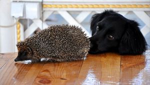 Preview wallpaper dog, muzzle, hedgehog, table