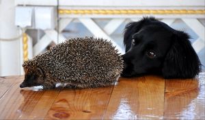 Preview wallpaper dog, muzzle, hedgehog, table