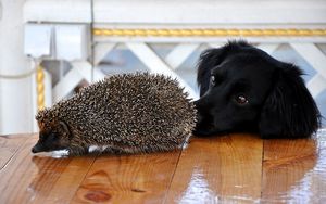 Preview wallpaper dog, muzzle, hedgehog, table