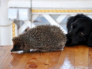 Preview wallpaper dog, muzzle, hedgehog, table