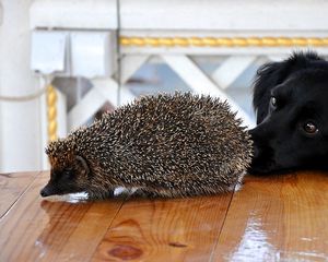 Preview wallpaper dog, muzzle, hedgehog, table