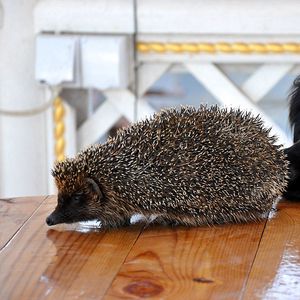 Preview wallpaper dog, muzzle, hedgehog, table