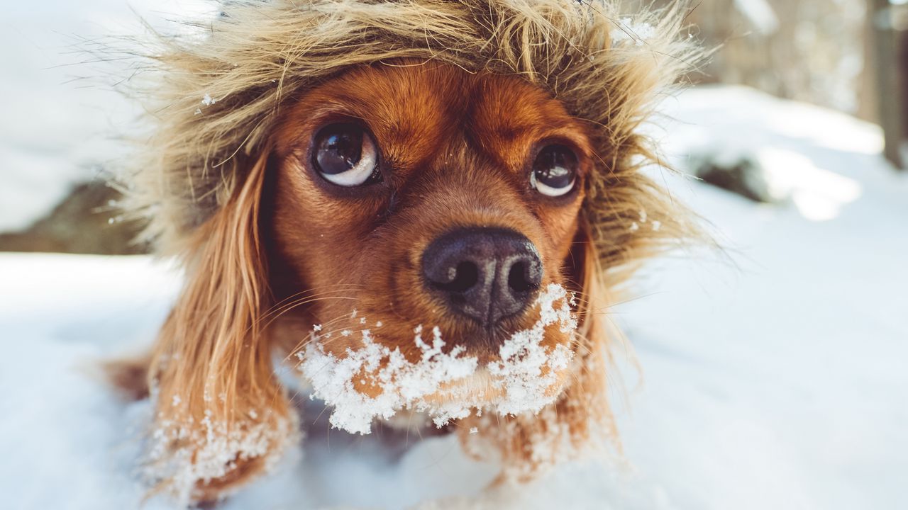 Wallpaper dog, muzzle, hood, snow