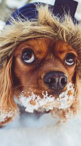 Preview wallpaper dog, muzzle, hood, snow