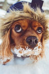 Preview wallpaper dog, muzzle, hood, snow