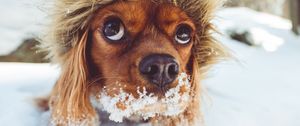 Preview wallpaper dog, muzzle, hood, snow