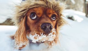 Preview wallpaper dog, muzzle, hood, snow