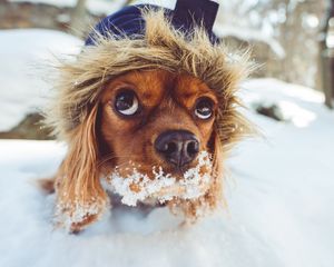 Preview wallpaper dog, muzzle, hood, snow