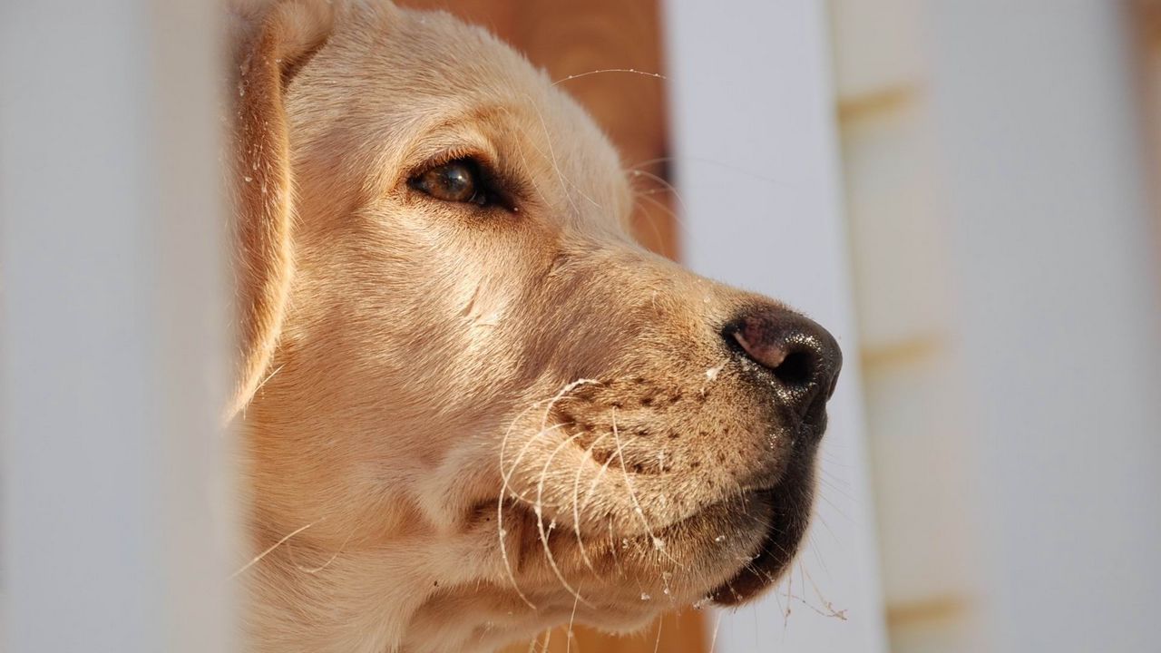 Wallpaper dog, muzzle, labrador, nose, eyes