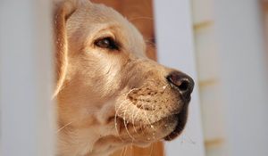 Preview wallpaper dog, muzzle, labrador, nose, eyes