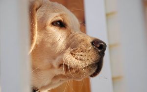 Preview wallpaper dog, muzzle, labrador, nose, eyes