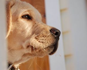 Preview wallpaper dog, muzzle, labrador, nose, eyes