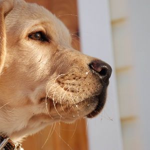 Preview wallpaper dog, muzzle, labrador, nose, eyes