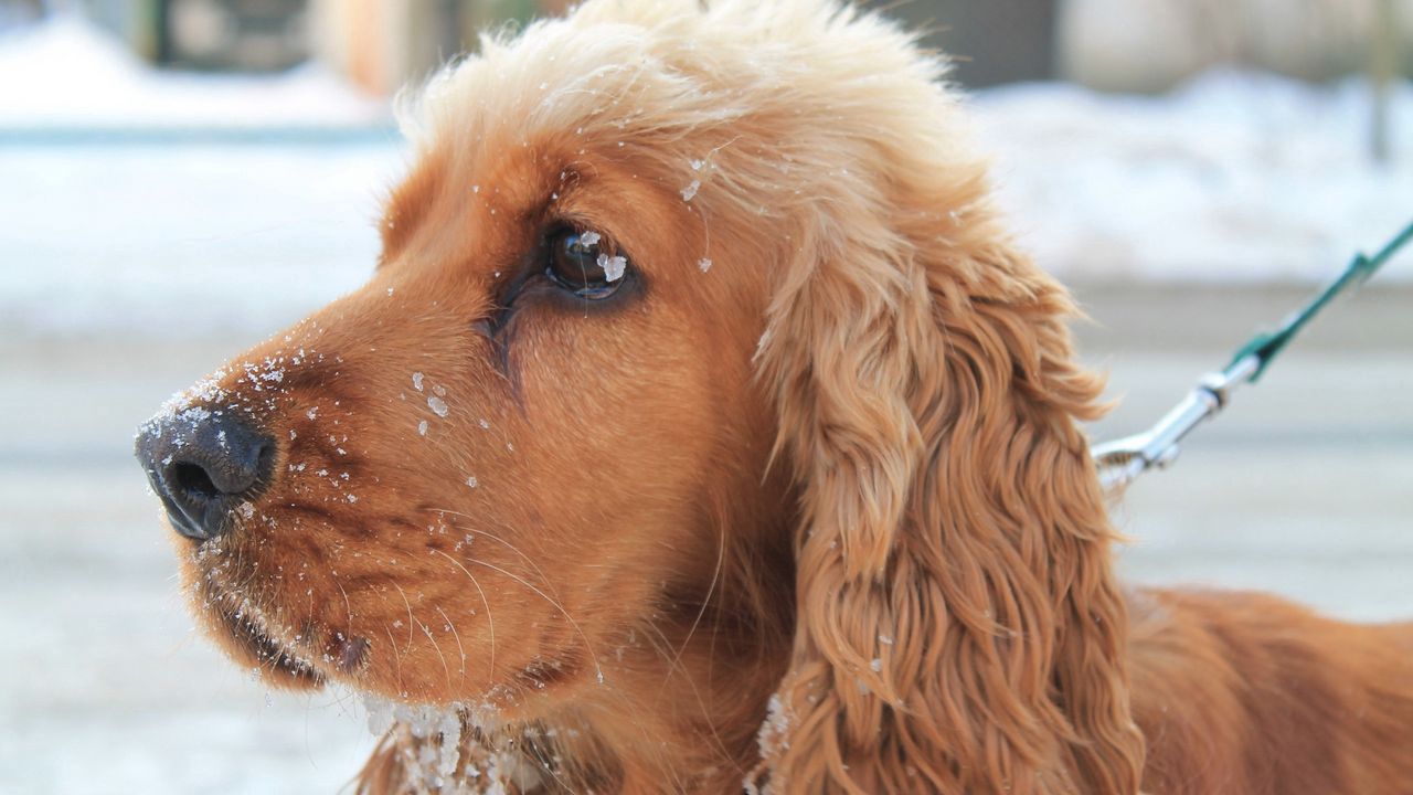 Wallpaper dog, muzzle, leash, snow