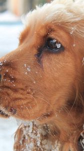 Preview wallpaper dog, muzzle, leash, snow