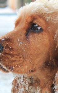 Preview wallpaper dog, muzzle, leash, snow