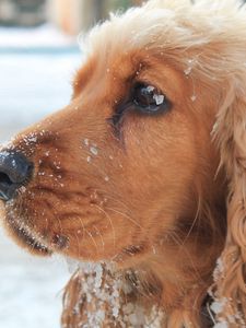 Preview wallpaper dog, muzzle, leash, snow