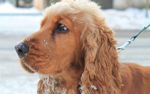 Preview wallpaper dog, muzzle, leash, snow