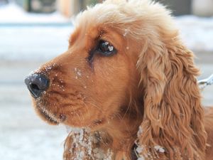 Preview wallpaper dog, muzzle, leash, snow