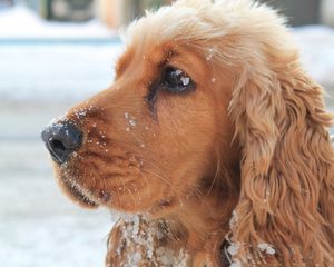 Preview wallpaper dog, muzzle, leash, snow