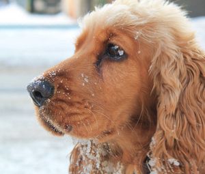 Preview wallpaper dog, muzzle, leash, snow