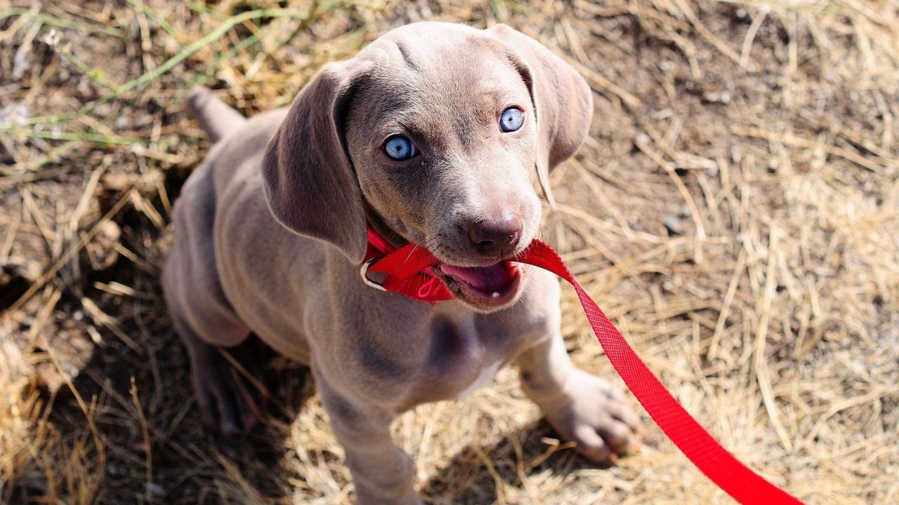 Wallpaper dog, muzzle, leash, sit, collar