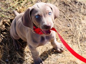 Preview wallpaper dog, muzzle, leash, sit, collar