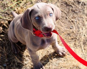 Preview wallpaper dog, muzzle, leash, sit, collar