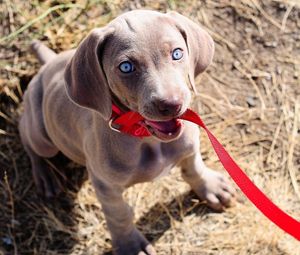 Preview wallpaper dog, muzzle, leash, sit, collar