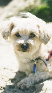 Preview wallpaper dog, muzzle, leash, lie