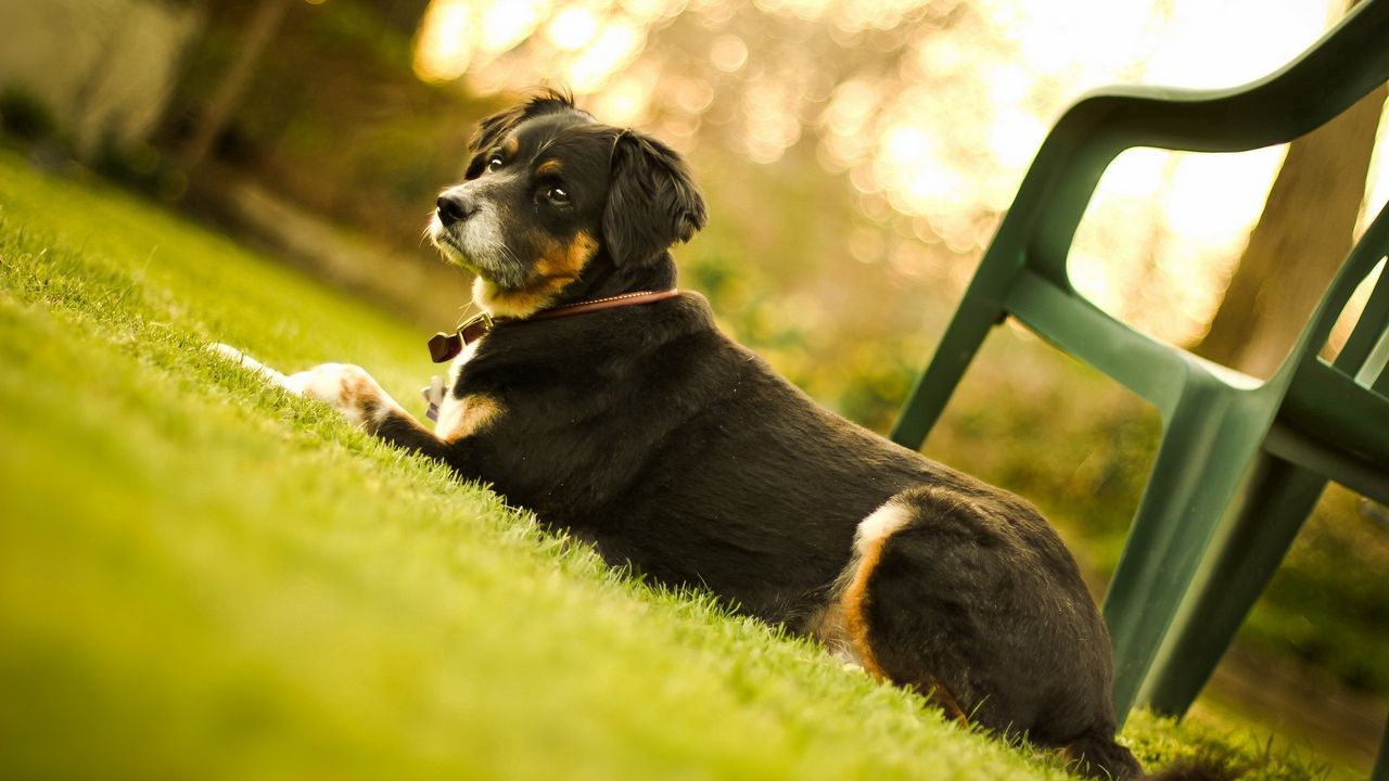 Wallpaper dog, muzzle, lie down, chair, grass