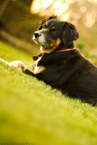 Preview wallpaper dog, muzzle, lie down, chair, grass