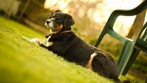 Preview wallpaper dog, muzzle, lie down, chair, grass