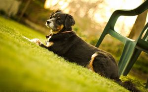 Preview wallpaper dog, muzzle, lie down, chair, grass