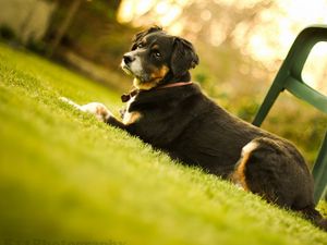 Preview wallpaper dog, muzzle, lie down, chair, grass