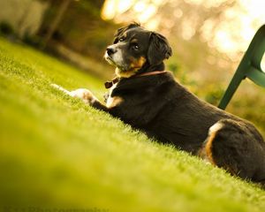 Preview wallpaper dog, muzzle, lie down, chair, grass