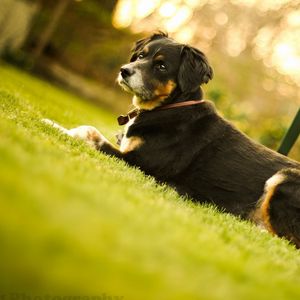 Preview wallpaper dog, muzzle, lie down, chair, grass