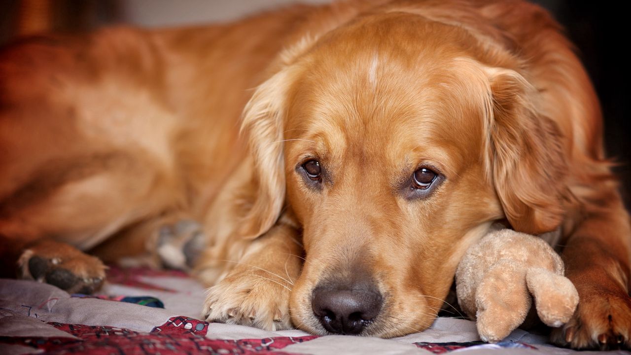 Wallpaper dog, muzzle, lie down, legs, ears, waiting