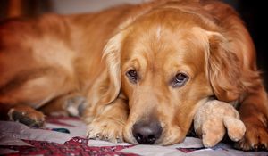 Preview wallpaper dog, muzzle, lie down, legs, ears, waiting