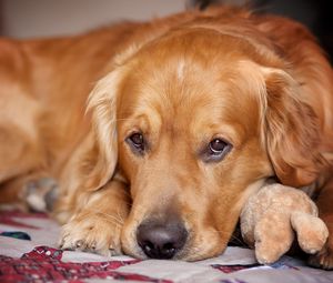Preview wallpaper dog, muzzle, lie down, legs, ears, waiting